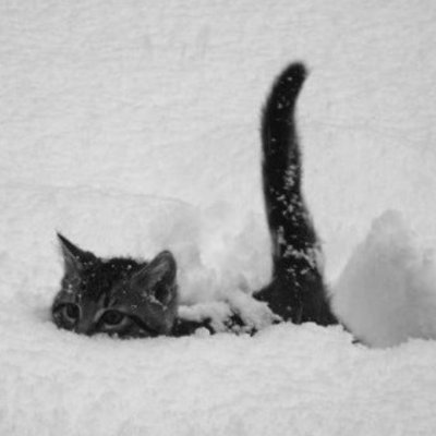 CttbtC's profile picture. 