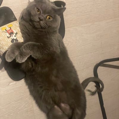 Sumidesu!さんのプロフィール画像