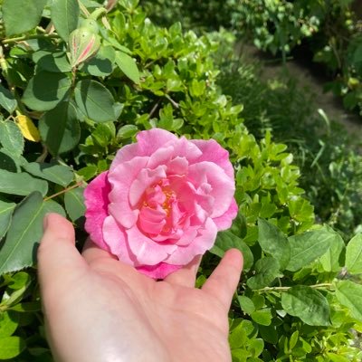 薔薇のために生きる薔薇奉仕団です。このアカウントでは薔薇の季節の薔薇の様子を投稿します。