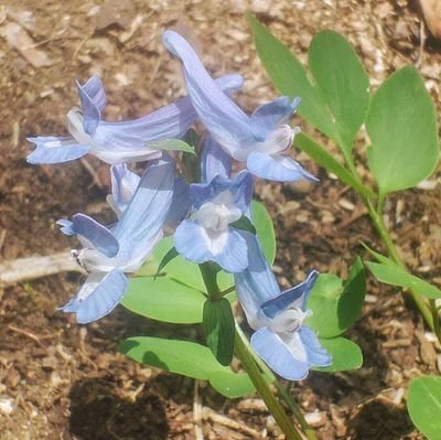 【更新者・🐧中の人その１】わくわく自然の家で飼育している昆虫・その他生体や休養林内の様子などをお伝えしています。自然の家や休養林に、是非遊びに来てね🌳✨