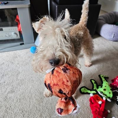 Lakeland Terrier. I love tug, fetch, chase, barking at zombies, performing surgeries on my toys ❤🩷🧡💛💚🩵💙💜 #ZSHQ #PODT #theruffriderz #CartersRuffCuties