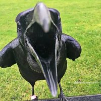 seeking worms 🪱 (@crunchycorvid) 's Twitter Profile Photo seeking worms 🪱 (@crunchycorvid) 's Twitter Profile Photo