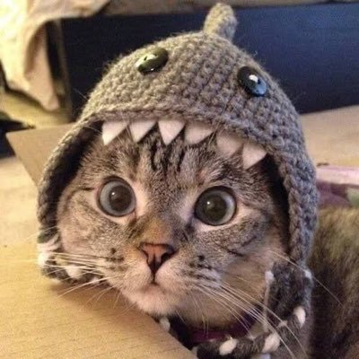 cats a mf shark, fins up. let's swim. https://t.co/RWvz7sUYlx $SC