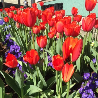 AliciaS81's profile picture. 