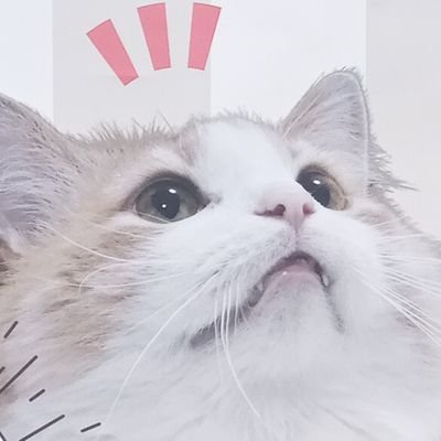 saki1950391's profile picture. ヘッダーはアズ様のフリーヘッダーを使わせてもらっています