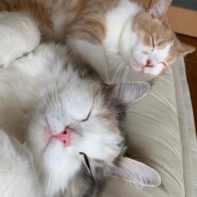 Nichijooko's profile picture. 課金は呼吸 コイン販売中 アカウント買取中　ゴールデンホイヤー