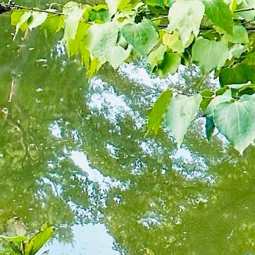 🐉🌿さんのプロフィール画像