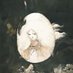 天使のたまご / Angel's EGG (@angelsegg_anime) Twitter profile photo 天使のたまご / Angel's EGG (@angelsegg_anime) Twitter profile photo