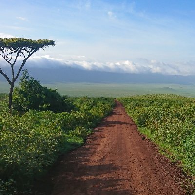 Tanzania nature.

https://t.co/sLSNfzfQDb