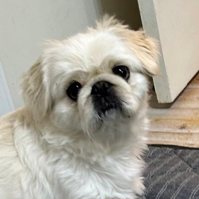 SHWcQl2WVFlrI03's profile picture. 麻雀とサウナとお酒をこよなく愛するおじさん。mリーグは高宮まり選手推し。