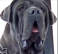 This account is devoted for dog lovers . Amazing facts will be given to all dog breeds that have ever existed.