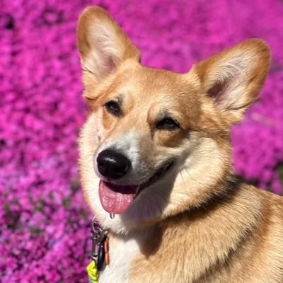 Tou1106's profile picture. チワワからのフォローは即ブロします𓅻