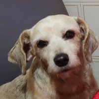 Elena 🧡🍂🌰🎃 (@eleitaliana) 's Twitter Profile Photo