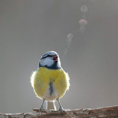 bonnemaman's profile picture. A mum of two - wife of one