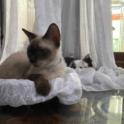 tipxiedust's profile picture. i continue. i fight on.