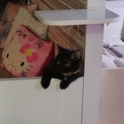 can911124649's profile picture. crypto cat