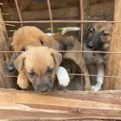 Dog safety in uganda is aimed at providing dog food ,kennels and also treatment to the dogs on the streets in Uganda.Join us to improve on the lives of dogs.