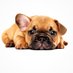 French Bulldog Lovers Community (@FrenchLove2024) Twitter profile photo