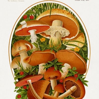 Exploring the magical world of fungi 🌍🍄