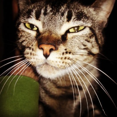 RicardoPhilos's profile picture. Filósofo. PhD. Profesor. El Imperio, Ecuador, LatAm.