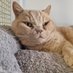 henrythecat11 (@catlover9099) Twitter profile photo henrythecat11 (@catlover9099) Twitter profile photo
