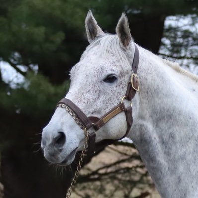 Thoroughbred bloodstock agent at Housatonic Bloodstock LLC, and Director of Stallions & Breeding for Wasabi Ventures Stables.