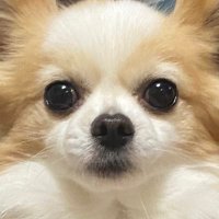 ちわわのうらん (@chiwawa_unan) 's Twitter Profile Photo