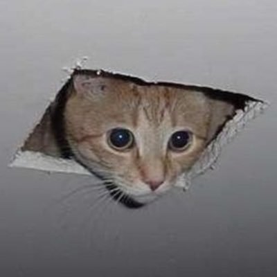 The Ceiling Cat Memecoin on #PulseChain. Ticker: $ING. Total Supply: 90M coins. LP is burned🔥. CA: 0x23545769bcf8eB23A29C10e56Dd388dF0F0D7BfC