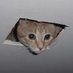 Ceiling Cat (@CeilingCatPRC20) Twitter profile photo
