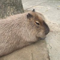 ぴ (@chibesuna0408) 's Twitter Profile