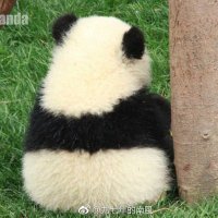 Winnielee (@vinchin_lee) 's Twitter Profile Photo Winnielee (@vinchin_lee) 's Twitter Profile Photo