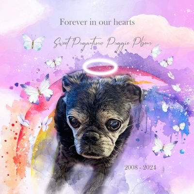 My lovely Puggie  earned her wings on April 13th 2024. This account is dedicated to spreading Love and Light. 🚫Porn, 🚫 Politics Please be kind .