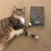 Cat Changelog (@catchangelog) Twitter profile photo Cat Changelog (@catchangelog) Twitter profile photo