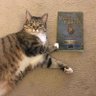 catchangelog's profile picture. update notes and bugfixes for cat. We're making a game! Wishlist us on steam: https://t.co/e2QRiP9bnR