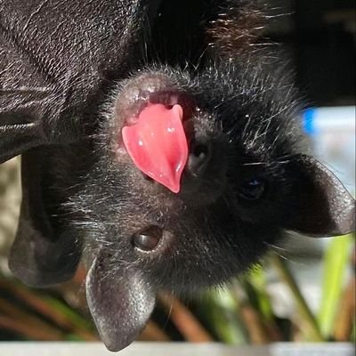 Updownbat's profile picture. ✨On my bullshit✨
He/They
22
Cosplayer, Artist, Nerd
 🎀Tell me how my ass tastes lil' bottom feeder🤘✨