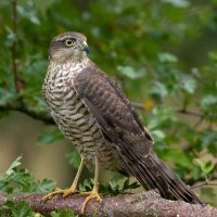 Sparrow Hawk(@sparrowhawk81) 's Twitter Profileg