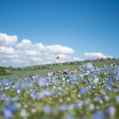 mamiya_0u0's profile picture. 撮って📷歌って🎤旅をする人です。 素性を知ってる人は内緒にしててくれたら嬉しいです🤫
