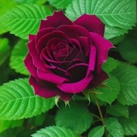 mr. devkumar (@devkuma78669776) 's Twitter Profile