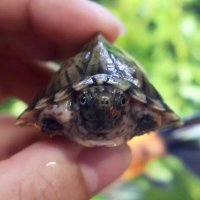 まる (@maruji_3) Twitter profile photo