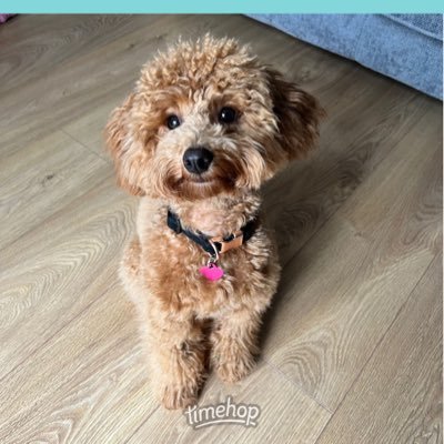 Julie2307's profile picture. Pro democracy. Freedom fighter. Humanitarian. Hates injustice and unfairness, bigotry and sectarianism. SNP always.  NHS supporter.