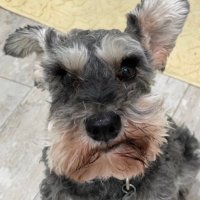 Trixie’s Hoomum(@marcyw0221) 's Twitter Profile Photo