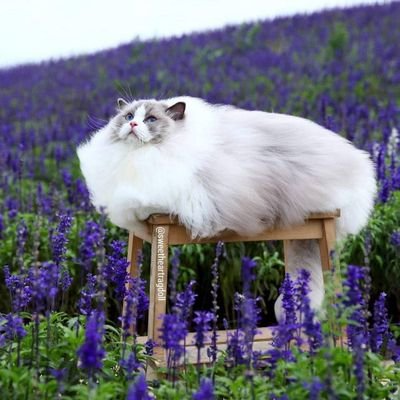m_olly11's profile picture. 