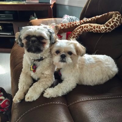 Sharflipnthrift's profile picture. Posh Ambassador selling New, Gently Used and Vintage items.