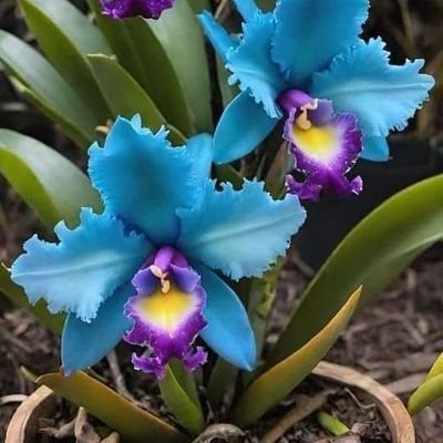 SerAseMan's profile picture. Leyendo y Conociendo voy aprendiendo