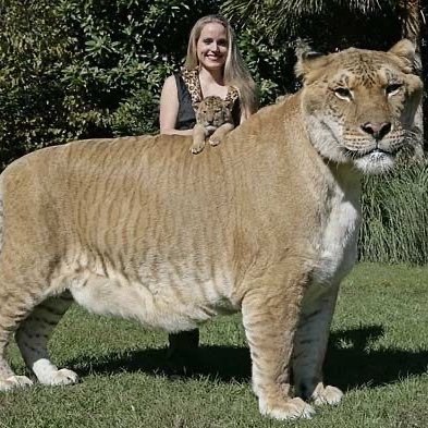 The Biggest Cat on Solana $LIGER

3gAgA5gJ5jAZyMFDb8m1W8Lvs3bzxYjd5xsjrGVr1UoB
https://t.co/YU21TTefSy