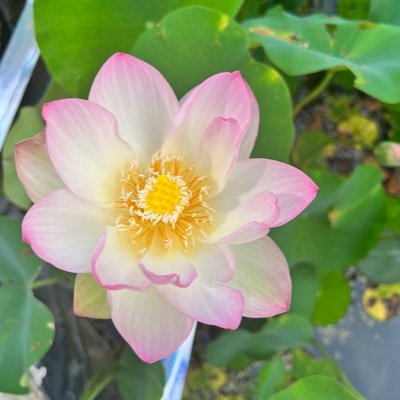 Ekakini99's profile picture. I stand with truth and facts.