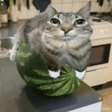 your_aunt12's profile picture. 🦧