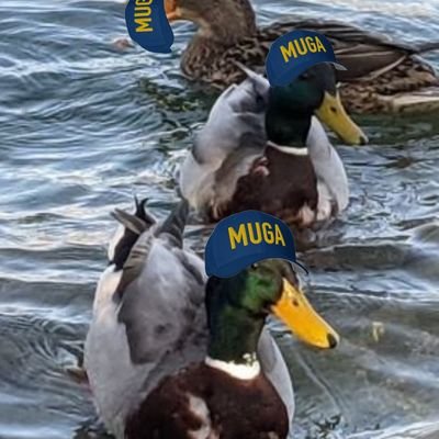 Specialized teacher in several fields.
Support the 🇺🇦 army and people by my own channels, ♥️ #Fellas #MUGA.
Je bloque ceux qui tutoient.