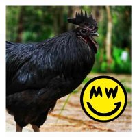 😶ツGRIN🐓Rooster ױ (Will Πot DM you)(@GRIN_hens) 's Twitter Profile Photo