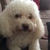 Poodle comunista (@luiznog07413921) Twitter profile photo